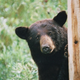 Imagen para el artículo titulado La historia de Pablo EskoBear, el oso que engulló más de 30 kilos de cocaína